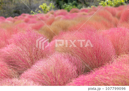 赤く色付くコキア 群馬県みなかみ町 伊賀野の花畑 赤く色付くコキア 群馬県みなかみ町 伊賀野の花畑 107799096