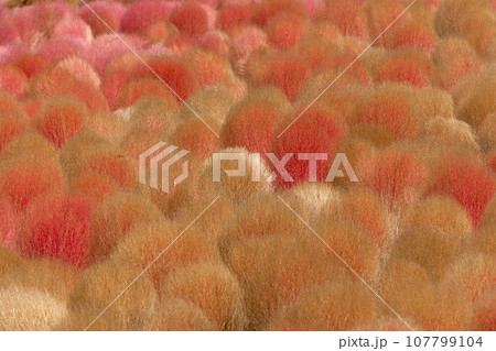 赤く色付くコキア 群馬県みなかみ町 伊賀野の花畑 赤く色付くコキア 群馬県みなかみ町 伊賀野の花畑 107799104