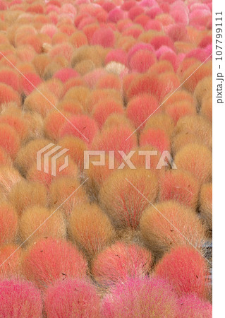 赤く色付くコキア　群馬県みなかみ町　伊賀野の花畑 107799111