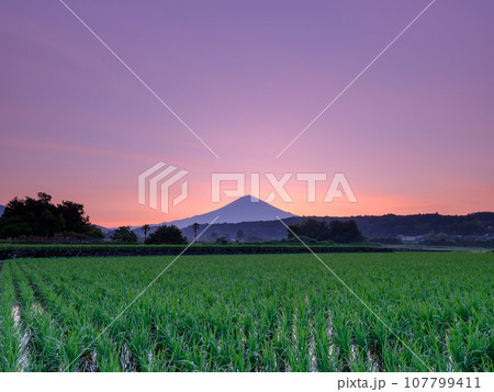 静岡_富士山と水田の朝焼け風景 107799411