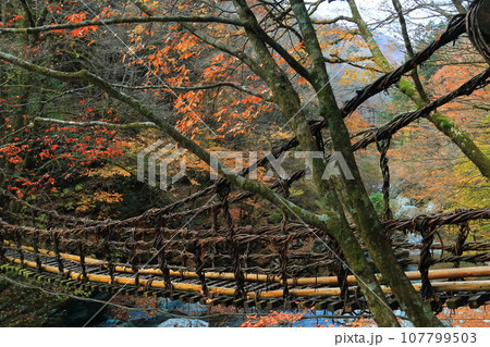 【徳島県】早朝の紅葉した二重かずら橋（奥祖谷） 107799503