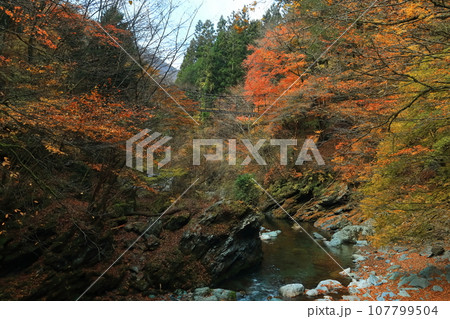 【徳島県】早朝の紅葉した二重かずら橋（奥祖谷） 107799504