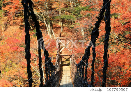 【徳島県】早朝の紅葉した二重かずら橋（奥祖谷） 107799507