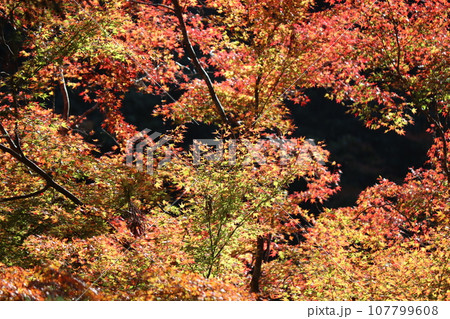 太陽の光がかけた魔法で煌めく紅葉ーe 107799608