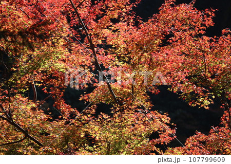 太陽の光がかけた魔法で煌めく紅葉ーf 107799609