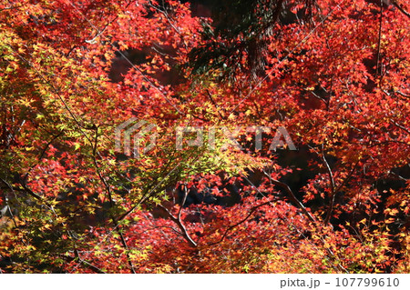 太陽の光がかけた魔法で煌めく紅葉ーg 107799610