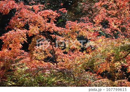 太陽の光がかけた魔法で煌めく紅葉-k 太陽の光がかけた魔法で煌めく紅葉-k 107799615