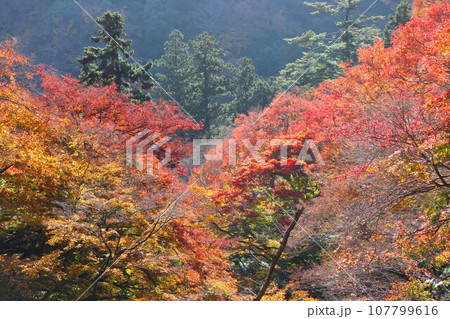自然界の空気が奏でる紅葉の調べー六 107799616