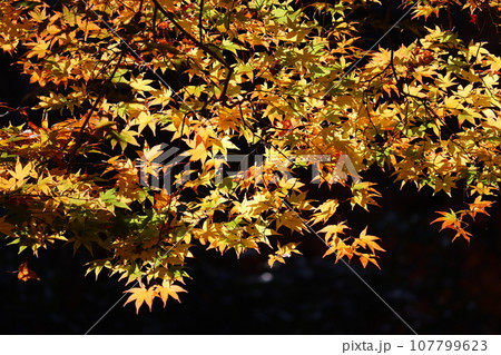 太陽の光がかけた魔法で煌めく紅葉 太陽の光がかけた魔法で煌めく紅葉 107799623
