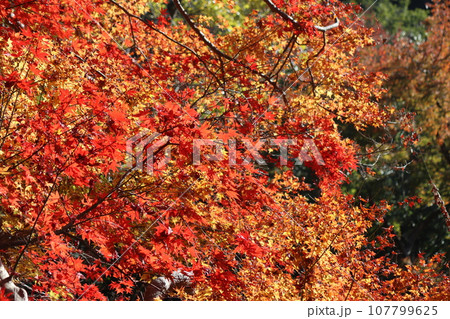 自然界の空気が奏でる紅葉の調べー壱 107799625