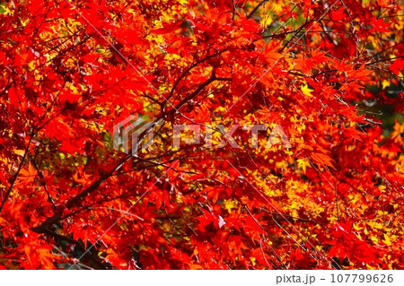 自然界の空気が奏でる紅葉の調べ 自然界の空気が奏でる紅葉の調べ 107799626