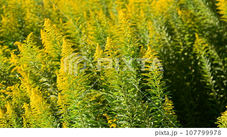 セイタカアワダチソウ (Golden rod) 107799978