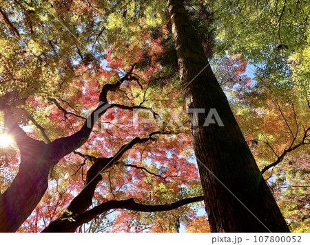 透過光に映える紅葉〈香嵐渓/愛知県豊田市〉 透過光に映える紅葉〈香嵐渓/愛知県豊田市〉 107800052