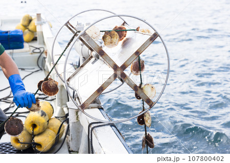 三陸のホタテ漁師さん 三陸のホタテ漁師さん 107800402