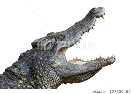 Close up head salt crocodile on white background have path 107800466