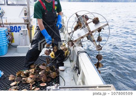 ホタテを丁寧に養殖する日本の漁師さん 107800509