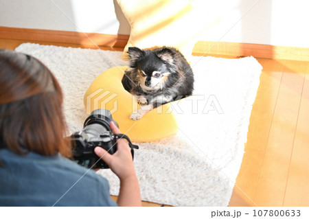 自宅で犬の撮影　出張カメラマン　ドッグフォトグラファー　チワワ 107800633