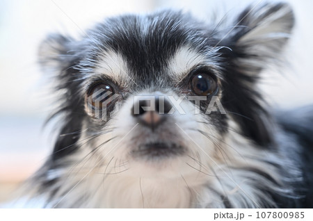 幼顔のチワワ 顔のアップ 幼顔のチワワ 顔のアップ 107800985