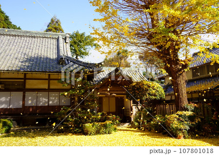 風に散るイチョウの葉/秋の龍潭寺(京都府亀岡市) 風に散るイチョウの葉/秋の龍潭寺(京都府亀岡市) 107801018