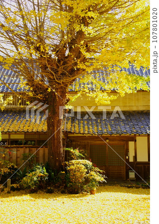 風に散るイチョウの葉／秋の龍潭寺（京都府亀岡市） 107801020
