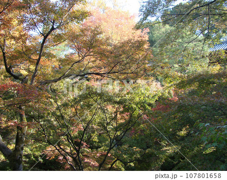紅葉 紅葉 107801658