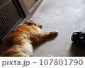 昼寝する犬 107801790