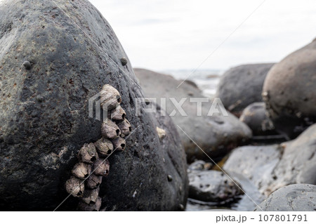 磯の岩に生息するフジツボ 107801791