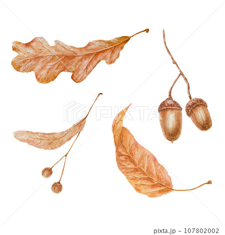 Set of dry brown leaves, linden seeds, oak acorn. Watercolor hand drawn illustration of forest plant element. Floral realistic clip art for eco goods, natural herbal medicine, stickers, lables, prints Set of dry brown leaves, linden seeds, oak acorn. Watercolor hand drawn illustration of forest plant element. Floral realistic clip art for eco goods, natural herbal medicine, stickers, lables, prints 107802002