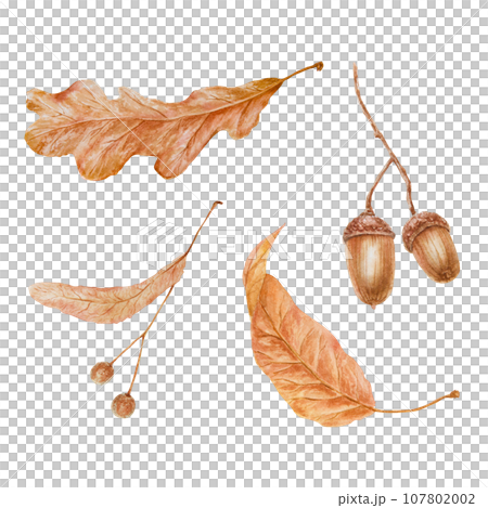 Set of dry brown leaves, linden seeds, oak acorn. Watercolor hand drawn illustration of forest plant element. Floral realistic clip art for eco goods, natural herbal medicine, stickers, lables, prints Set of dry brown leaves, linden seeds, oak acorn. Watercolor hand drawn illustration of forest plant element. Floral realistic clip art for eco goods, natural herbal medicine, stickers, lables, prints 107802002