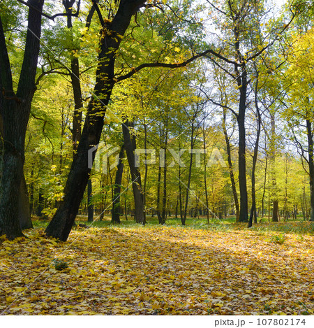Autumn park with fallen dry leaves. Autumn park with fallen dry leaves. 107802174