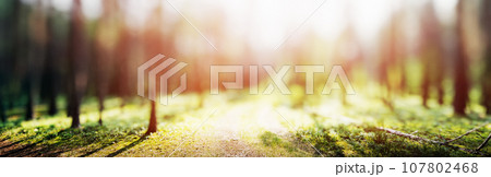 Blur spring forest panorama 107802468