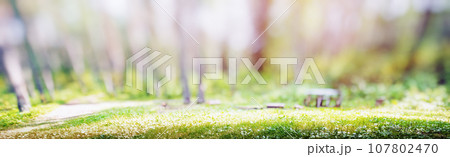 Forest bokeh nature background 107802470