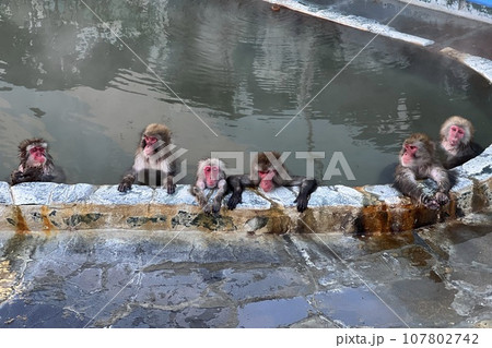 温泉に浸かる猿 107802742