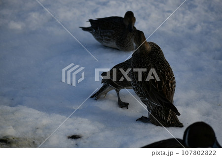白い雪の上の暖かそうな羽毛に覆わられた鴨たち 白い雪の上の暖かそうな羽毛に覆わられた鴨たち 107802822