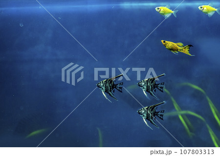 Aquarium fresh water aquatic natural environment for home decoration with yellow sand, gravel,aquatic plants and fish. 107803313