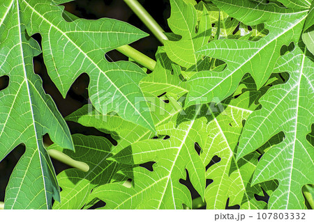 Few of the papaya leaves under sirect Sun close up. Few of the papaya leaves under sirect Sun close up. 107803332