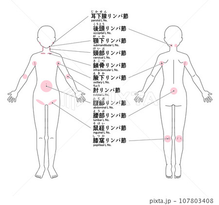 全身の主なリンパ節の位置 107803408