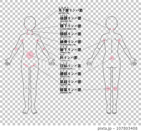 全身の主なリンパ節の位置 107803408
