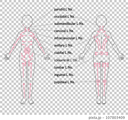 Location of major lymph nodes throughout the body Location of major lymph nodes throughout the body 107803409