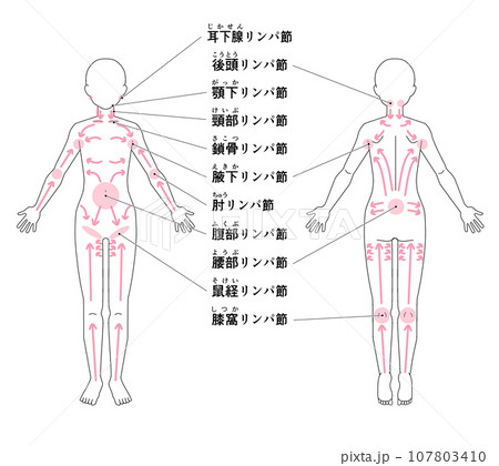 全身の主なリンパ節の位置 全身の主なリンパ節の位置 107803410