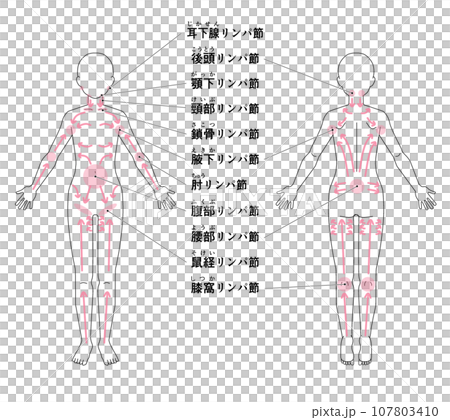 全身の主なリンパ節の位置 全身の主なリンパ節の位置 107803410
