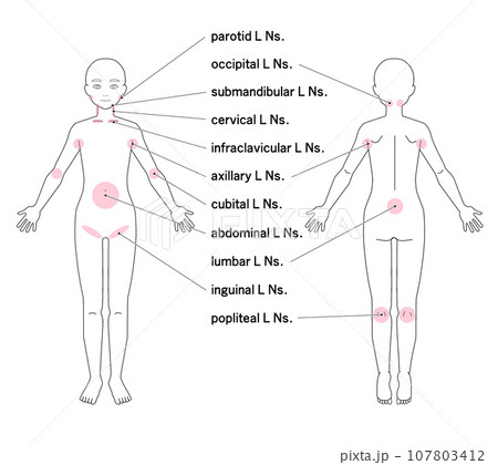 全身の主なリンパ節の位置 全身の主なリンパ節の位置 107803412