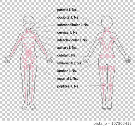 全身主要淋巴結的位置 全身主要淋巴結的位置 107803415