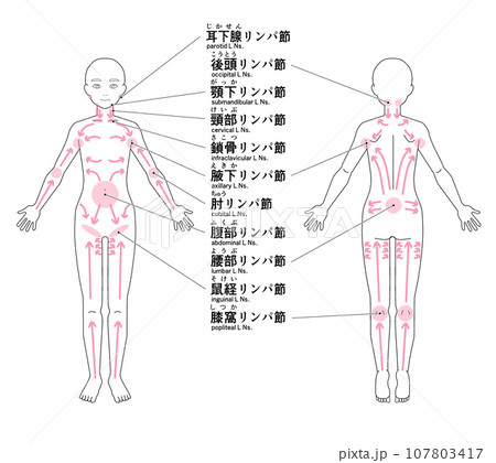 全身の主なリンパ節の位置 全身の主なリンパ節の位置 107803417