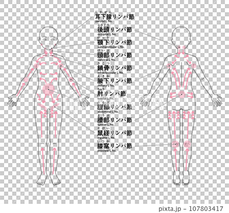 全身の主なリンパ節の位置 全身の主なリンパ節の位置 107803417