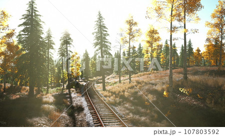 journeying through a picturesque forest at sunset 107803592