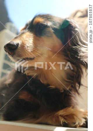 太陽と犬の写真素材 [107803837] - PIXTA