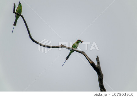 Two green bee-eaters (Merops) on a branch. A bird holds a bee in its beak. Two green bee-eaters (Merops) on a branch. A bird holds a bee in its beak. 107803910