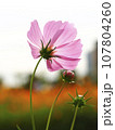 Korea's pink cosmos in full bloom 107804260