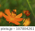Bee sitting on yellow cosmos 107804261